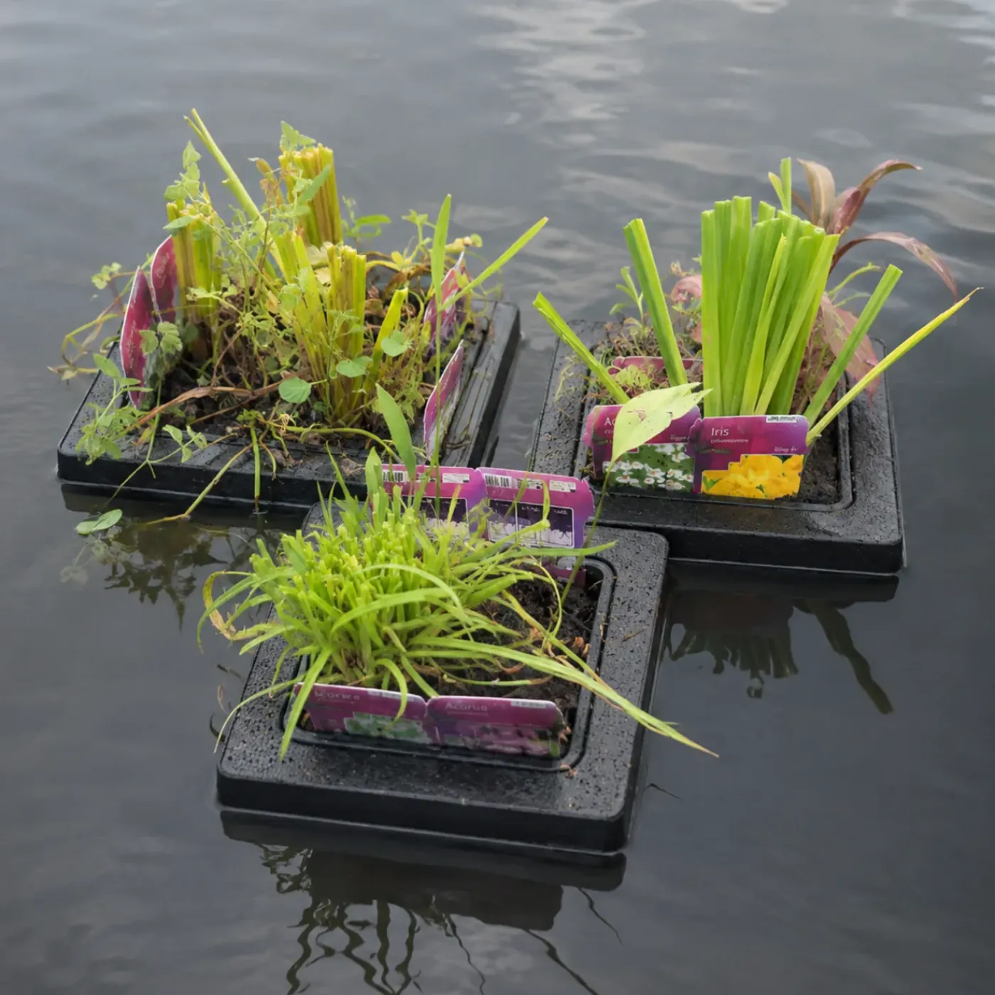 vdvelde - Vijverplanten Verrassingsset - 12 Waterplanten Incl. Planteneiland