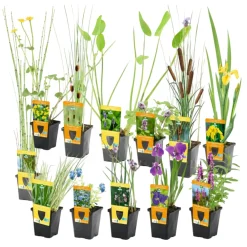 Vdvelde - Vijverplanten Verrassingsset - 12 Waterplanten Incl. 3 Vijvermanden