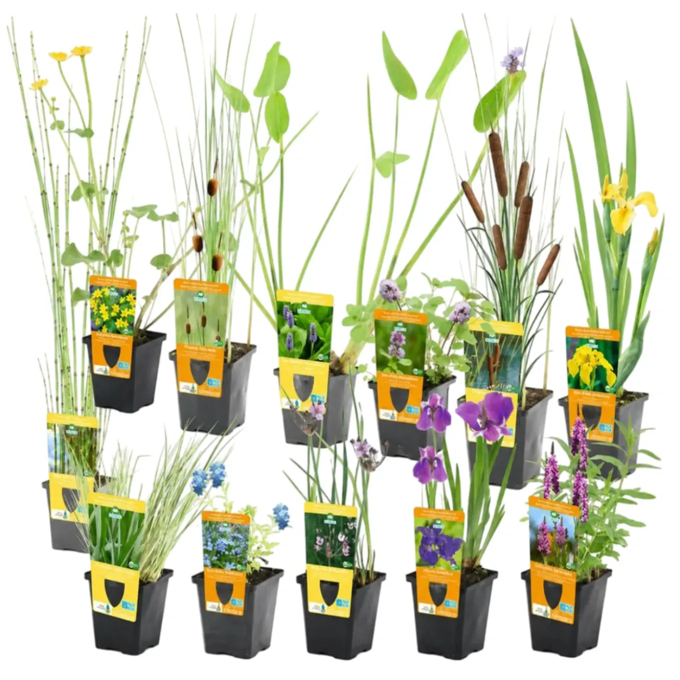 Vdvelde - Vijverplanten Verrassingsset - 12 Waterplanten Incl. 3 Vijvermanden