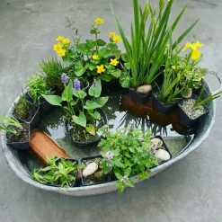 Vdvelde - Vijverplanten Verrassingsset - 12 Waterplanten Incl. 3 Vijvermanden