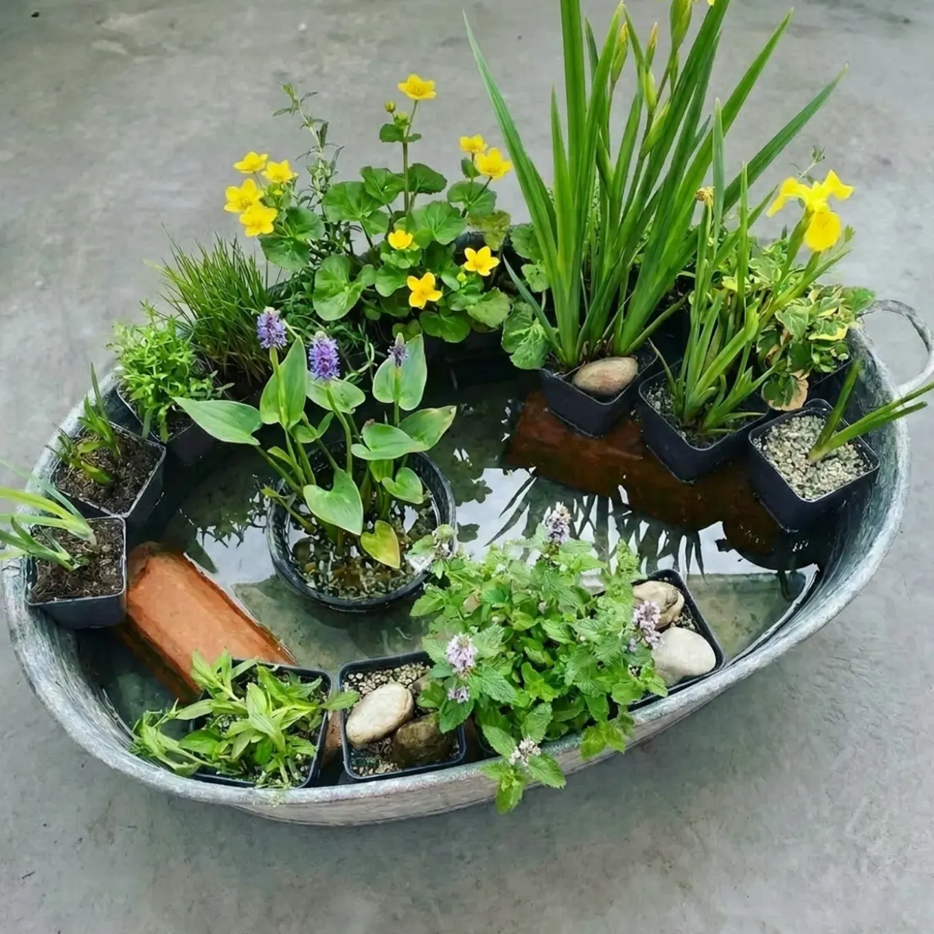Vdvelde - Vijverplanten Verrassingsset - 12 Waterplanten Incl. 3 Vijvermanden