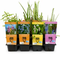 Vdvelde - Vijverplanten Verrassingsset - 12 Waterplanten Incl. 3 Vijvermanden