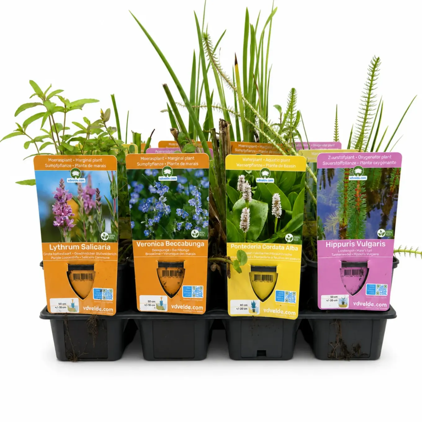 Vdvelde - Vijverplanten Verrassingsset - 12 Waterplanten Incl. 3 Vijvermanden
