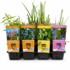 vdvelde - Vijverplanten Verrassingsset - 12 Waterplanten Incl. Rode Dwergwaterlelie