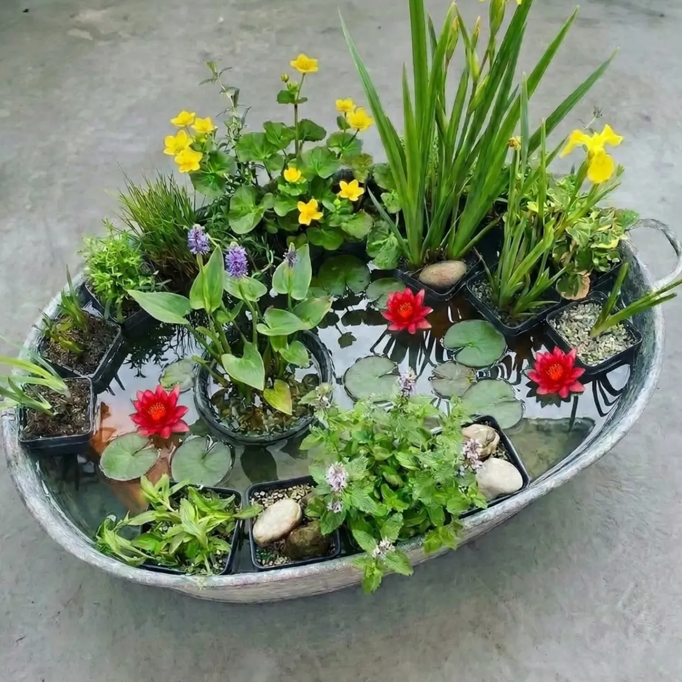 vdvelde - Vijverplanten Verrassingsset - 12 Waterplanten Incl. Rode Dwergwaterlelie
