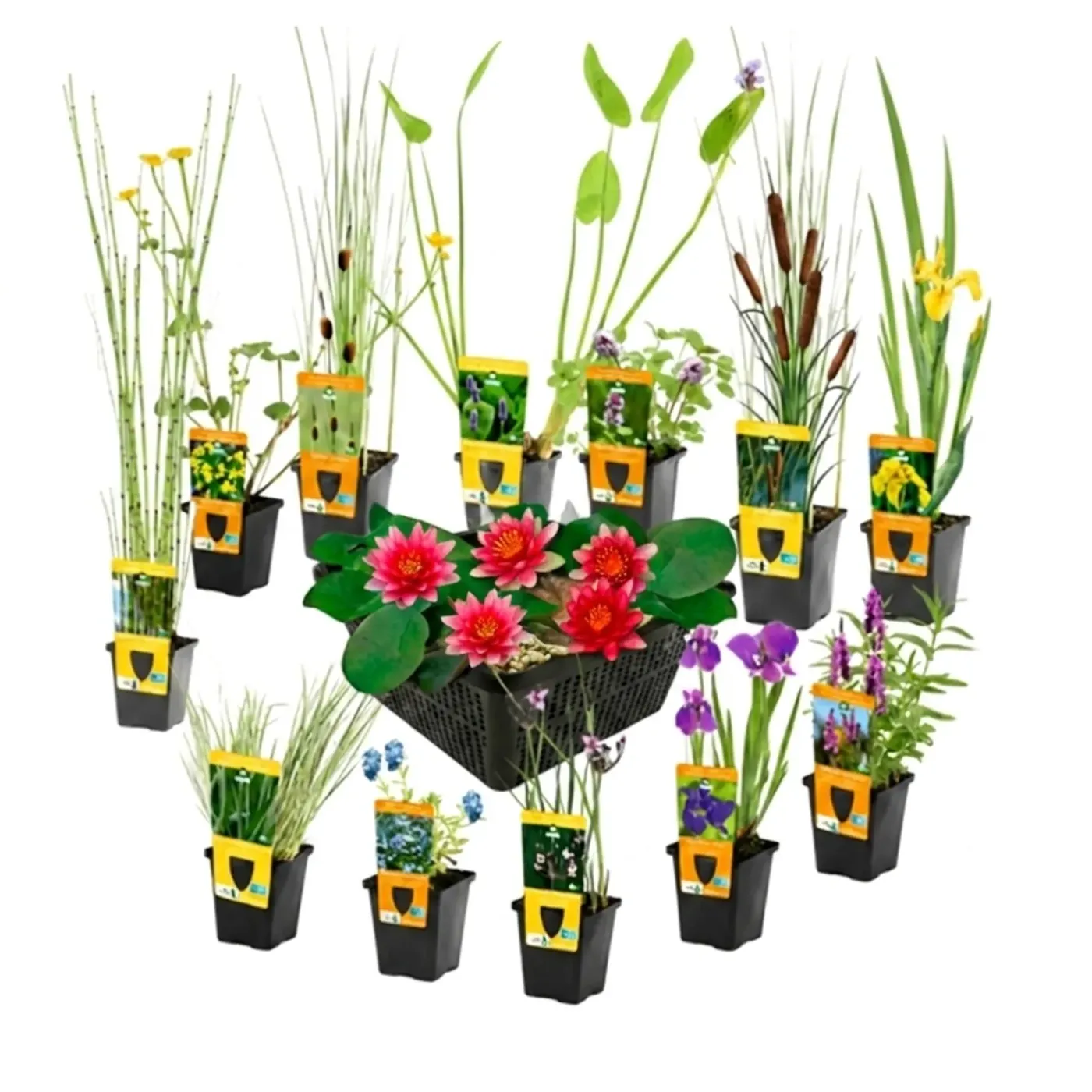 vdvelde - Vijverplanten Verrassingsset - 12 Waterplanten Incl. Rode Dwergwaterlelie