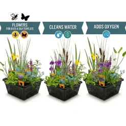 vdvelde - Vijverplanten Verrassingsset - 12 Waterplanten Incl. Witte Dwergwaterlelie