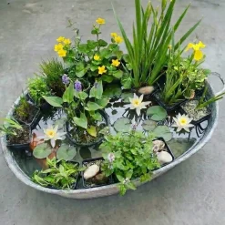 vdvelde - Vijverplanten Verrassingsset - 12 Waterplanten Incl. Witte Dwergwaterlelie