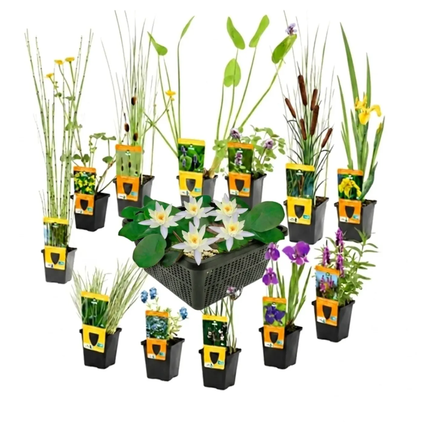 vdvelde - Vijverplanten Verrassingsset - 12 Waterplanten Incl. Witte Dwergwaterlelie