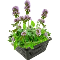 Vdvelde - Watermunt Mentha Aquatica Vijverplant - 4 Planten Compleetset Met Mand & Klei