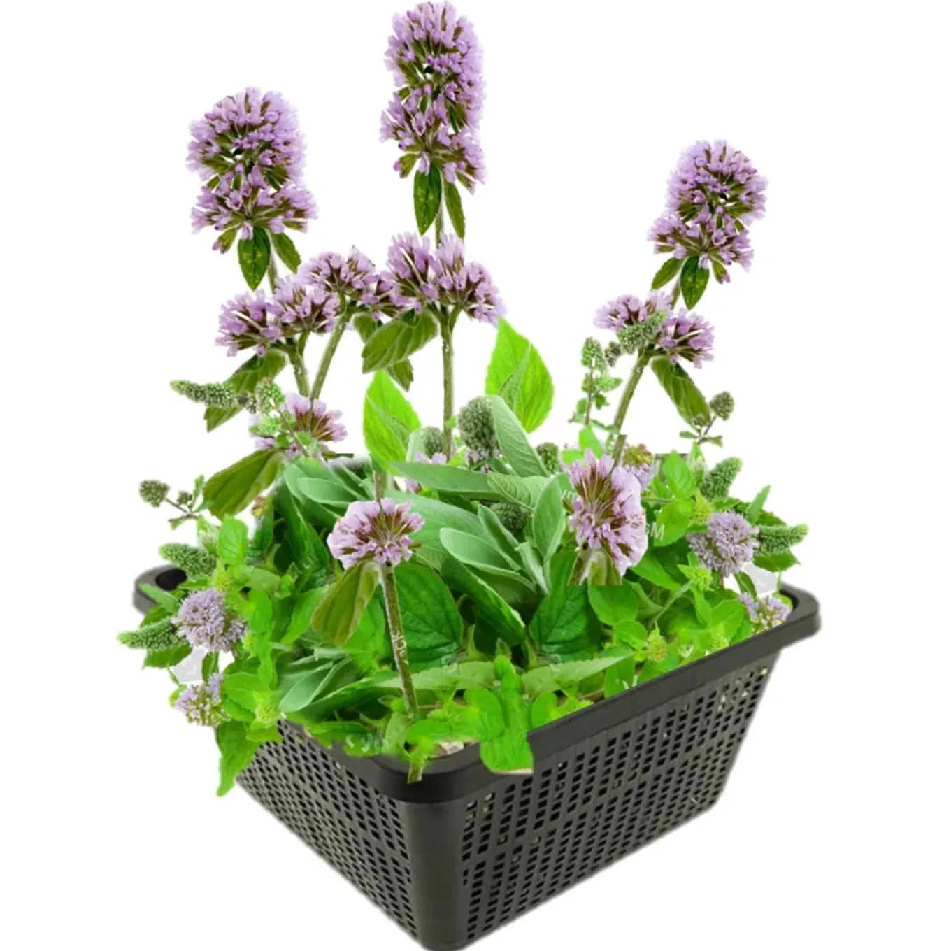 Vdvelde - Watermunt Mentha Aquatica Vijverplant - 4 Planten Compleetset Met Mand & Klei