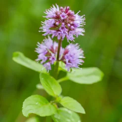 Vdvelde - Watermunt Mentha Aquatica Vijverplant - 4 Planten Compleetset Met Mand & Klei