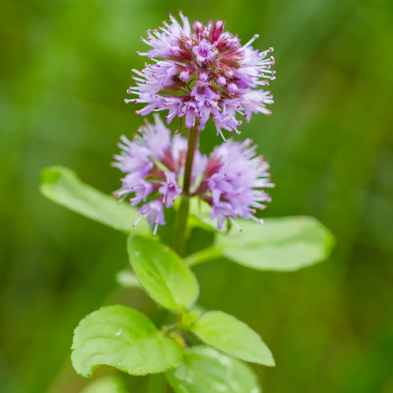 Vdvelde - Watermunt Mentha Aquatica Vijverplant - 4 Planten Compleetset Met Mand & Klei