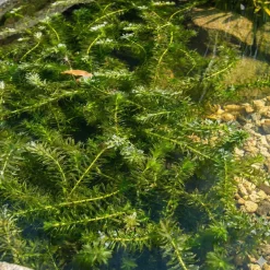 Vdvelde - Waterpest 5 Stuks - Zuurstofplant Vijver Winterhard - Anti Algen