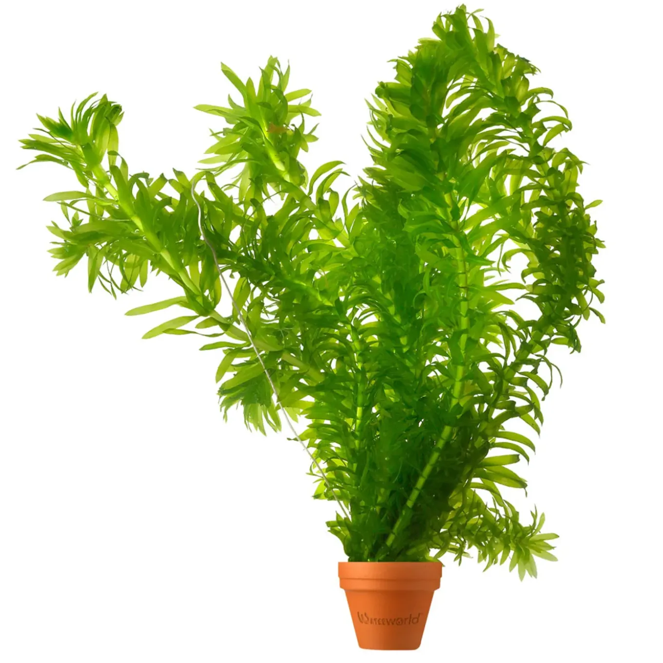 Vdvelde - Waterpest 5 Stuks - Zuurstofplant Vijver Winterhard - Anti Algen