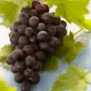 Vitis Vinifera Boskoop Glory - Druivenplant - Fruitplanten - Hoogte 50-70 Cm - Pot 15 Cm