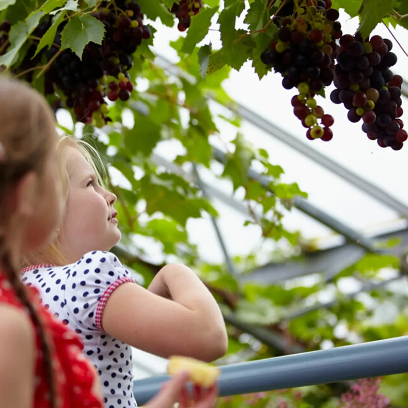 Vitis Vinifera Boskoop Glory - Druivenplant - Fruitplanten - Hoogte 50-70 Cm - Pot 15 Cm