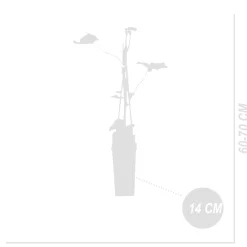 Vitis Vinifera Boskoop Glory - Druivenplant - Fruitplanten - Hoogte 50-70 Cm - Pot 15 Cm