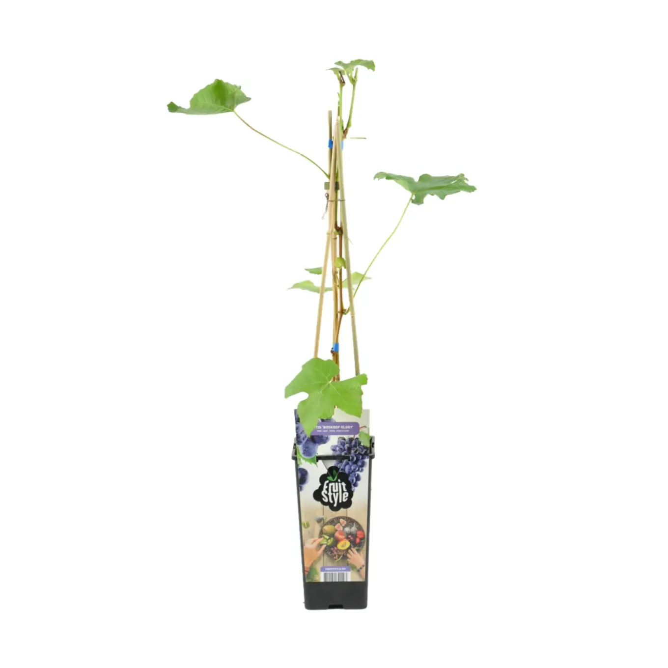 Vitis Vinifera Boskoop Glory - Druivenplant - Fruitplanten - Hoogte 50-70 Cm - Pot 15 Cm