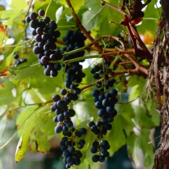 Vitis Vinifera Boskoop Glory - Druivenplant - Fruitplanten - Hoogte 50-70 Cm - Pot 15 Cm