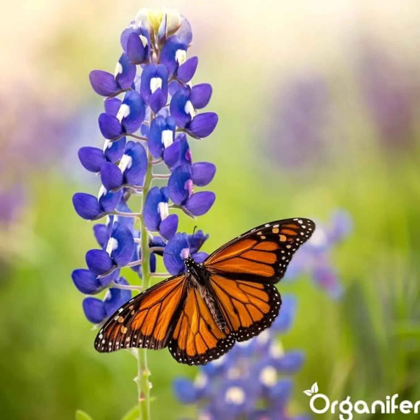 Vlinderbloemen En Bijenmengsel - Nectar - 40 Soorten - 500 G Voor 250 M2 - Organifer
