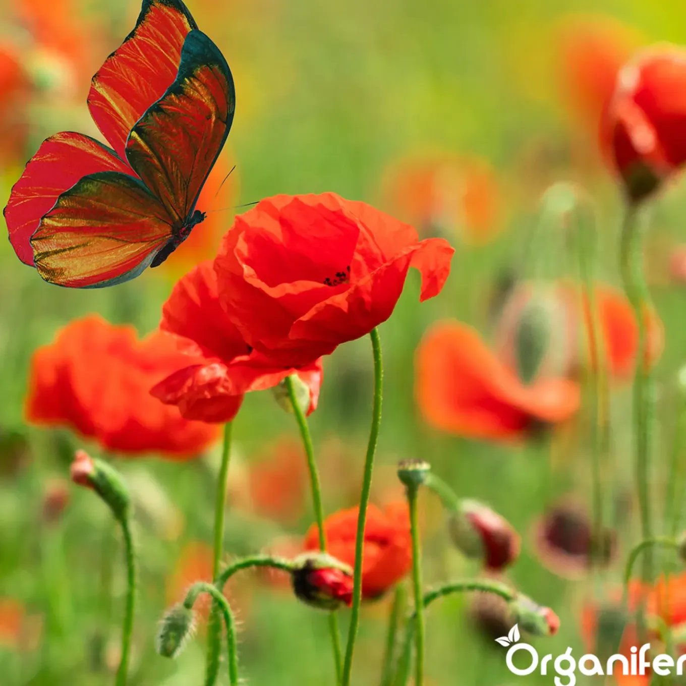 Vlinderbloemen En Bijenmengsel - Nectar - 40 Soorten - 500 G Voor 250 M2 - Organifer