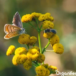 Organifer Vlinderbloemen En Bijenmengsel - Nectar - 40 Soorten - 100 G Voor 50 M2 -