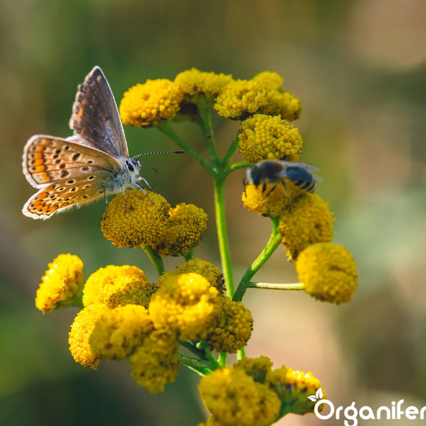 Vlinderbloemen En Bijenmengsel - Nectar - 40 Soorten - 1 Kg Voor 500 M2 - Organifer