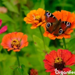 Vlinderbloemen En Bijenmengsel - Nectar - 40 Soorten - 1 Kg Voor 500 M2 - Organifer