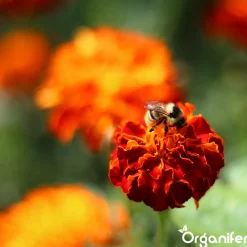 Vlinderbloemen En Bijenmengsel - Nectar - 40 Soorten - 1 Kg Voor 500 M2 - Organifer