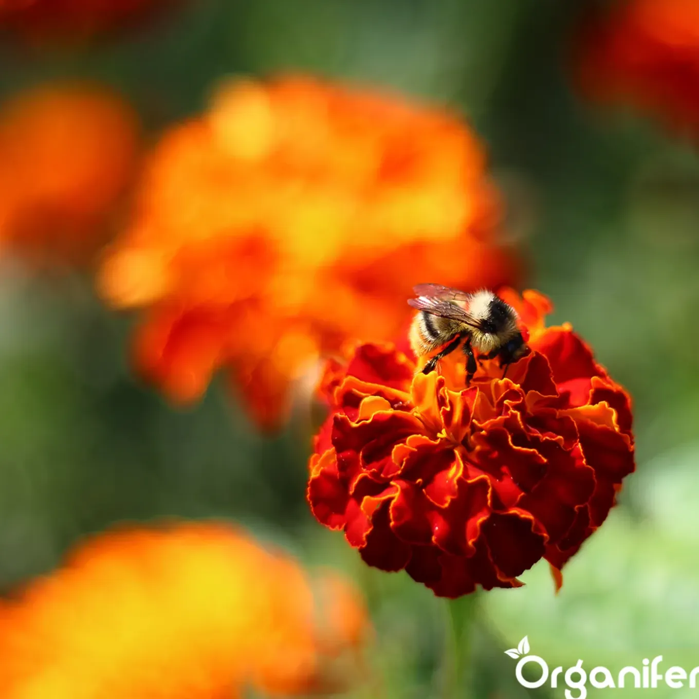 Vlinderbloemen En Bijenmengsel - Nectar - 40 Soorten - 1 Kg Voor 500 M2 - Organifer