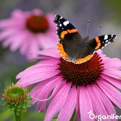Vlinderbloemen En Bijenmengsel - Nectar - 40 Soorten - 1 Kg Voor 500 M2 - Organifer
