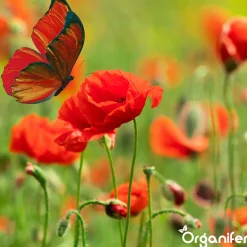 Vlinderbloemen En Bijenmengsel - Nectar - 40 Soorten - 1 Kg Voor 500 M2 - Organifer