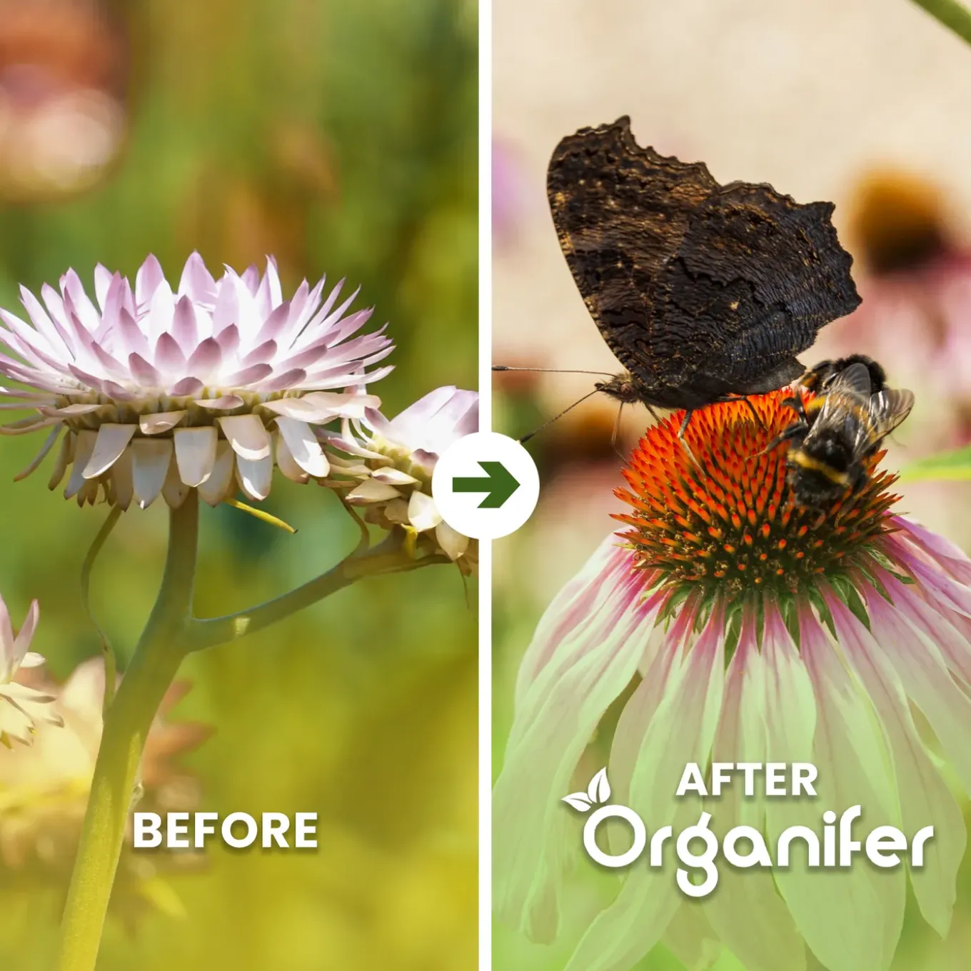 Vlinderbloemen En Bijenmengsel - Nectar - 40 Soorten - 1 Kg Voor 500 M2 - Organifer