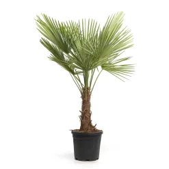 Waaierpalm (Trachycarpus Fortunei) stamhoogte ↕40-50cm