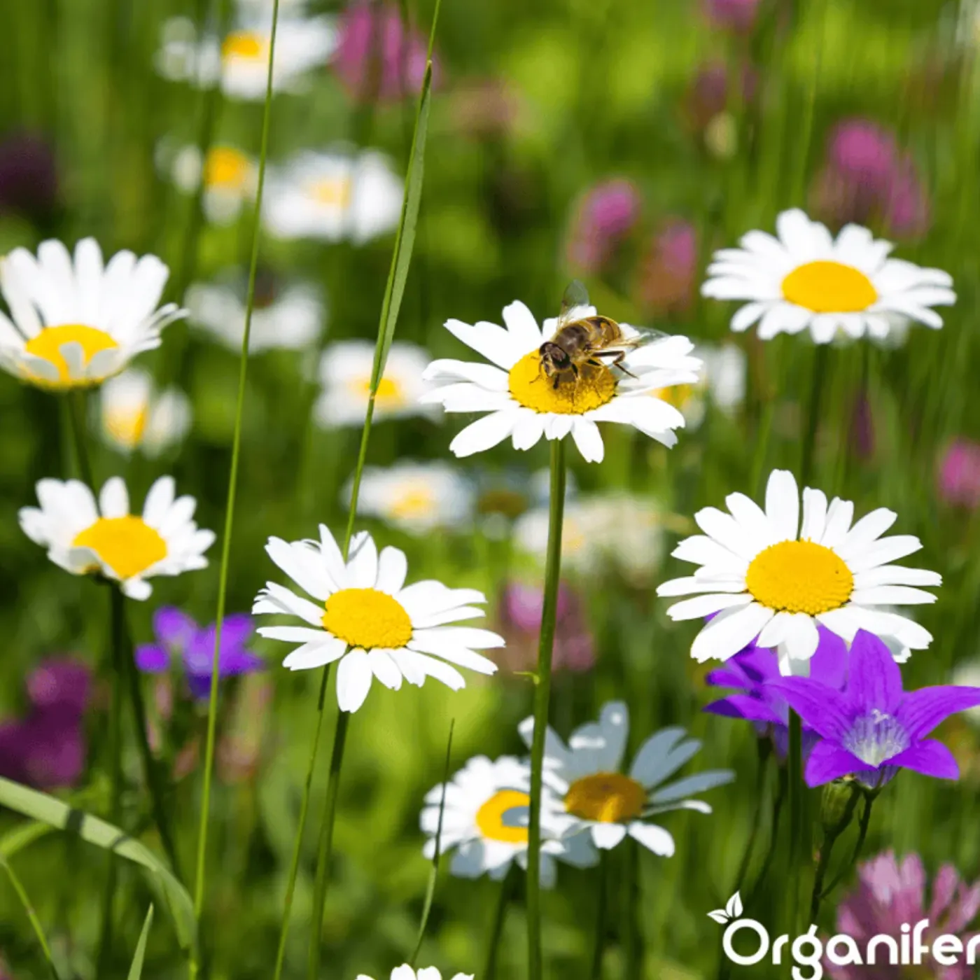 Organifer Wildbloemenmengsel - Biodiversity - 62 Soorten - 100 G Voor 50 M2 -