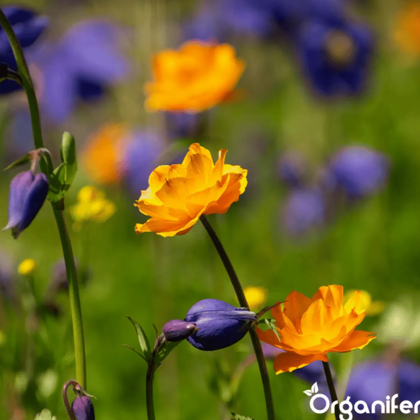 Organifer Wildbloemenmengsel - Biodiversity - 62 Soorten - 100 G Voor 50 M2 -