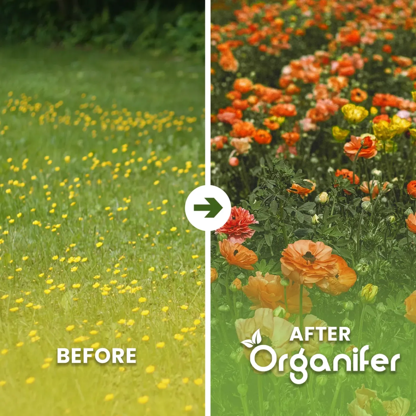 Organifer Wildbloemenmengsel - Biodiversity - 62 Soorten - 100 G Voor 50 M2 -