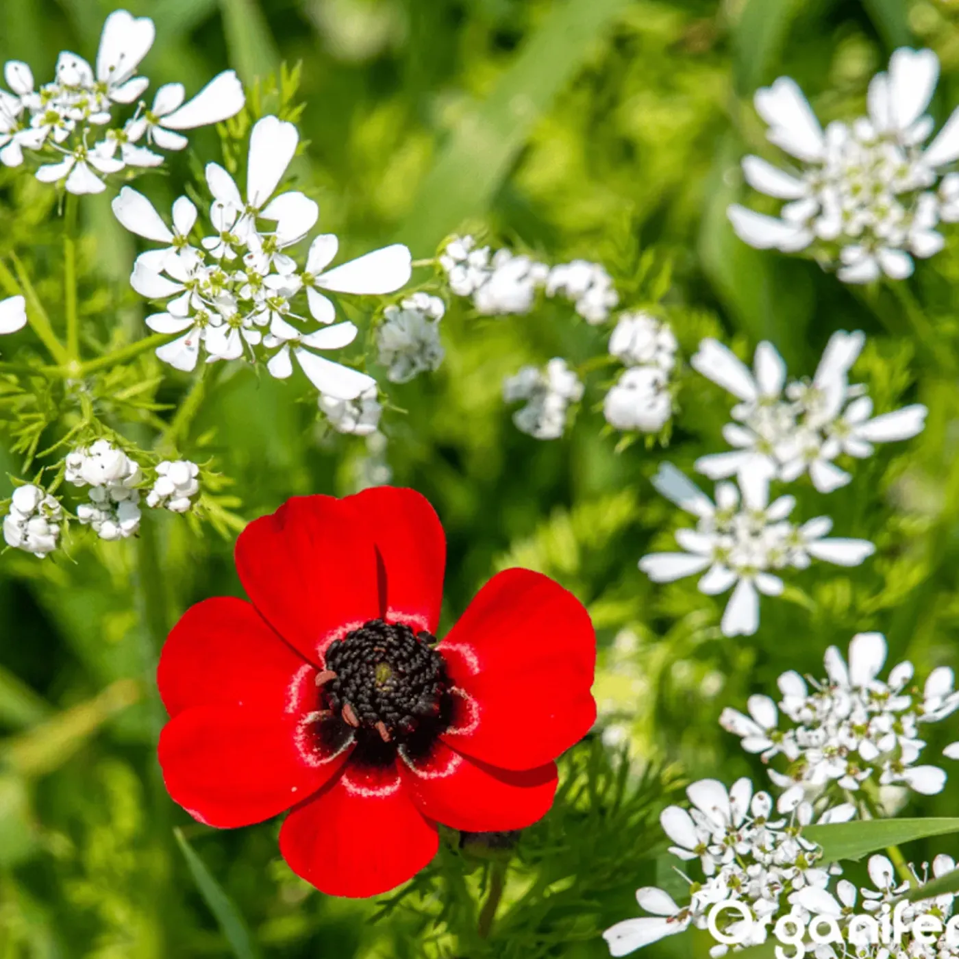 Organifer Wildbloemenmengsel - Biodiversity - 62 Soorten - 100 G Voor 50 M2 -