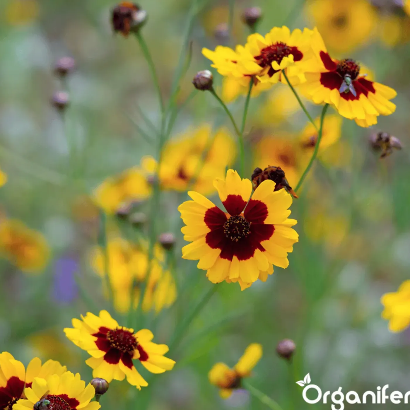 Organifer Wildbloemenmengsel - Biodiversity - 62 Soorten - 100 G Voor 50 M2 -