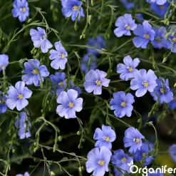 Organifer Wildbloemenmengsel - Biodiversity - 62 Soorten - 100 G Voor 50 M2 -