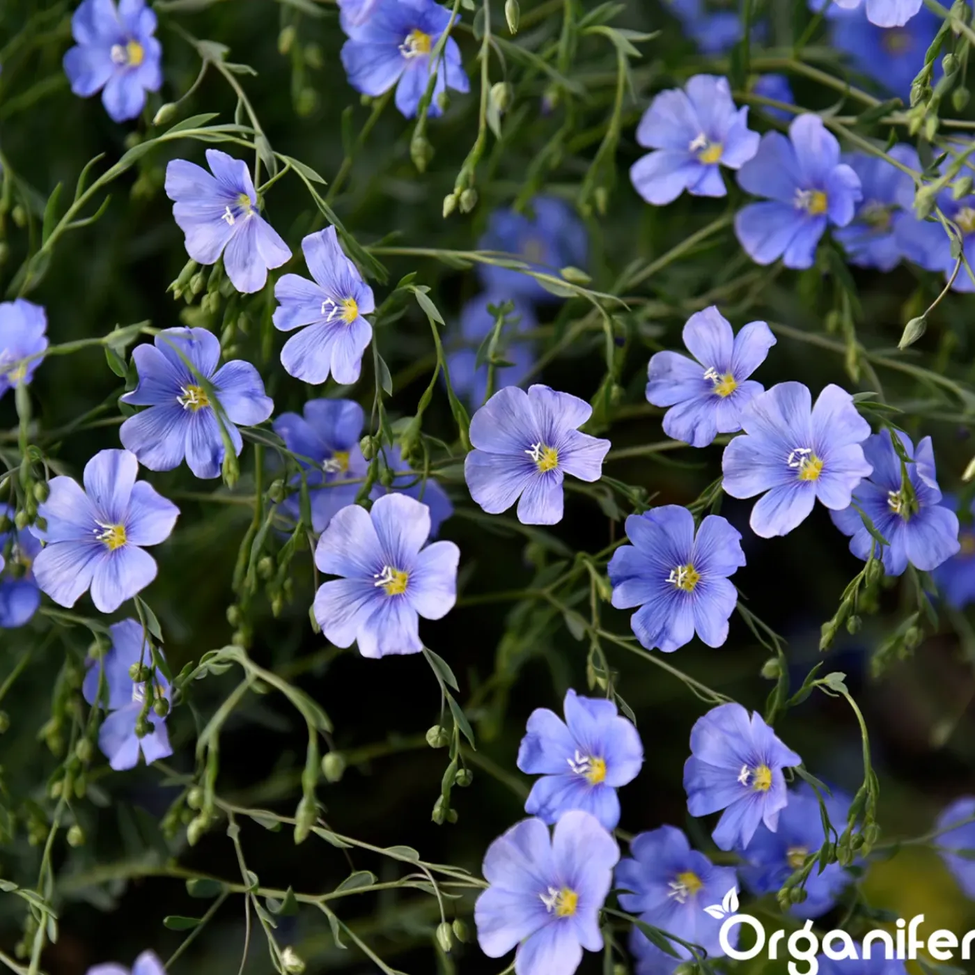 Organifer Wildbloemenmengsel - Biodiversity - 62 Soorten - 100 G Voor 50 M2 -