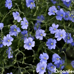 Wildbloemenmengsel - Biodiversity - 62 Soorten - 1 Kg Voor 500 M2 - Organifer