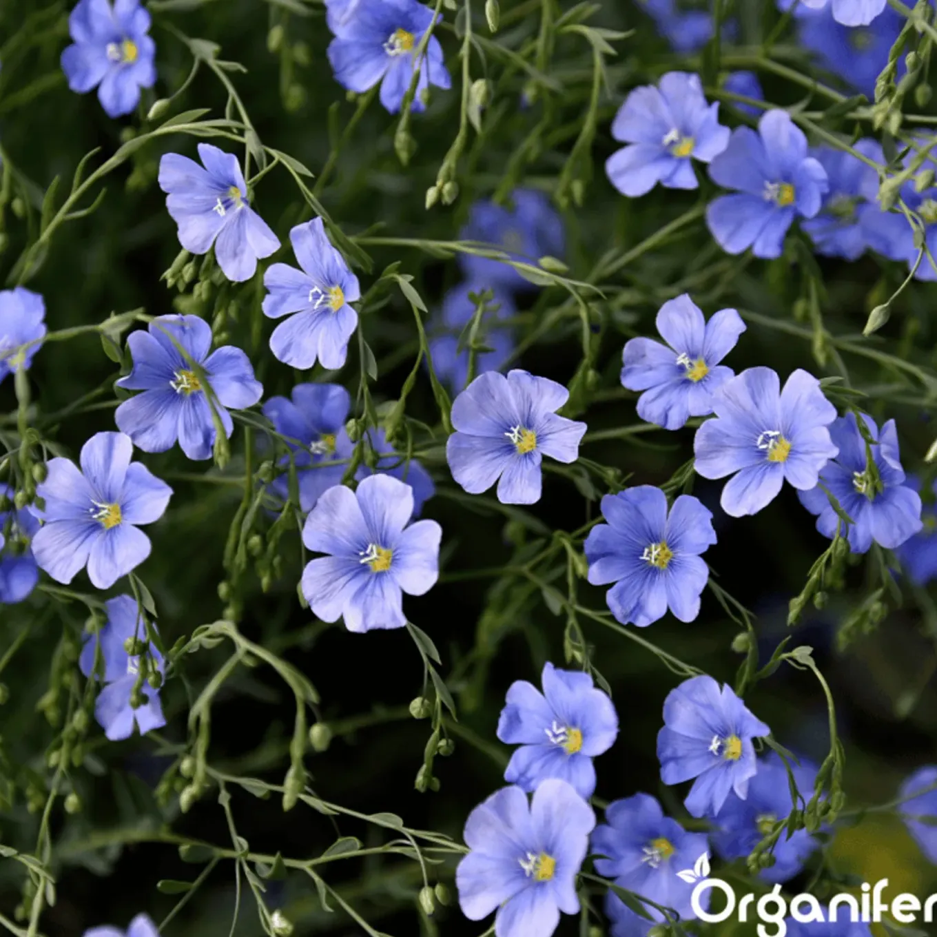 Wildbloemenmengsel - Biodiversity - 62 Soorten - 1 Kg Voor 500 M2 - Organifer