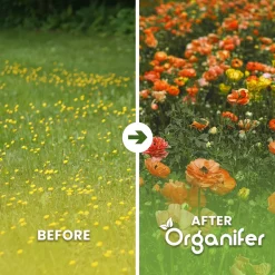 Wildbloemenmengsel - Biodiversity - 62 Soorten - 1 Kg Voor 500 M2 - Organifer