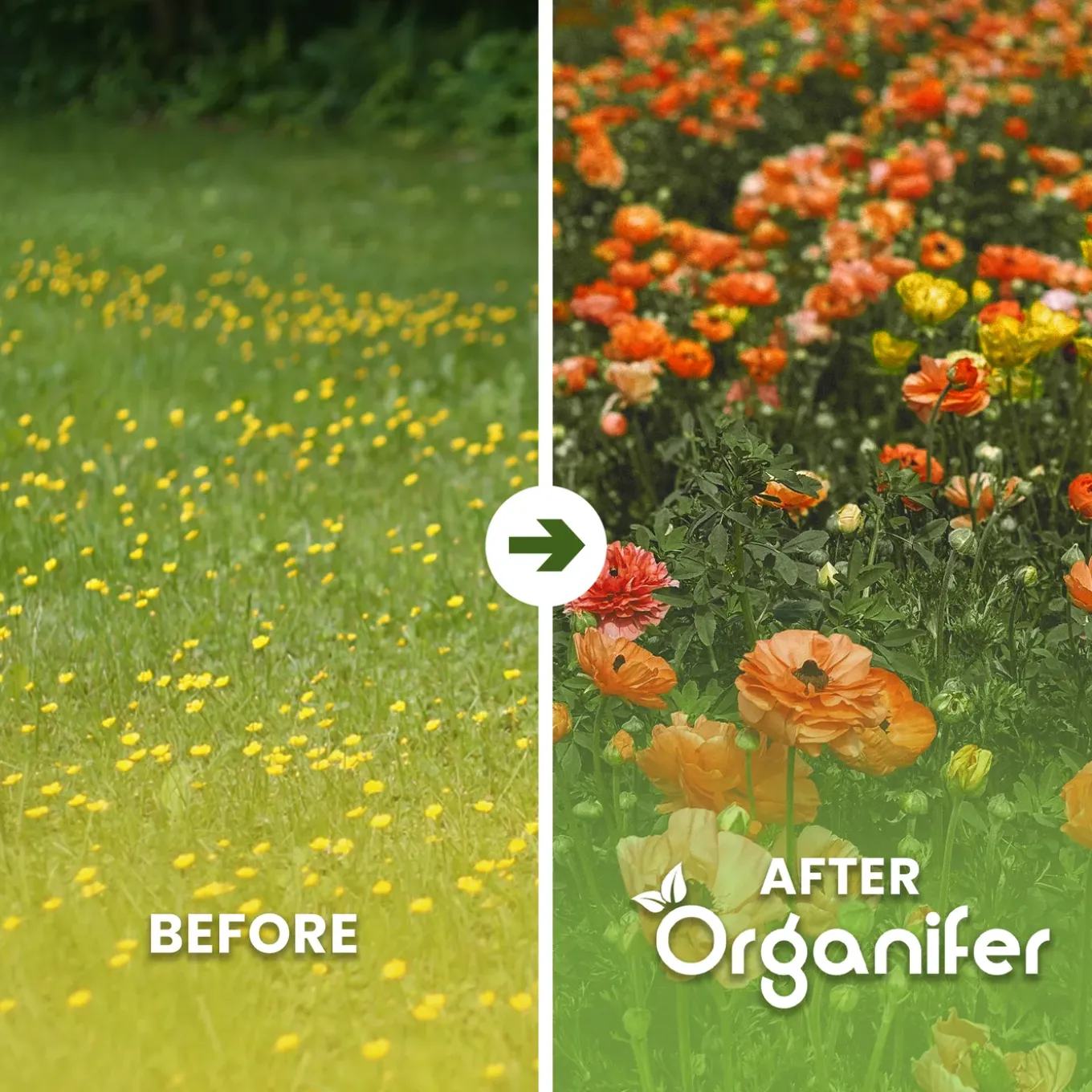 Wildbloemenmengsel - Biodiversity - 62 Soorten - 1 Kg Voor 500 M2 - Organifer