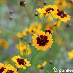 Wildbloemenmengsel - Biodiversity - 62 Soorten - 1 Kg Voor 500 M2 - Organifer