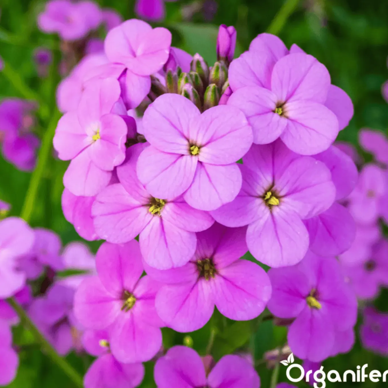 Wildbloemenmengsel - Biodiversity - 62 Soorten - 1 Kg Voor 500 M2 - Organifer