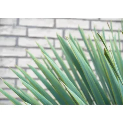 Yucca Rostrata - Winterhard - Tuinplant - ↕70-90 cm - Ø30cm