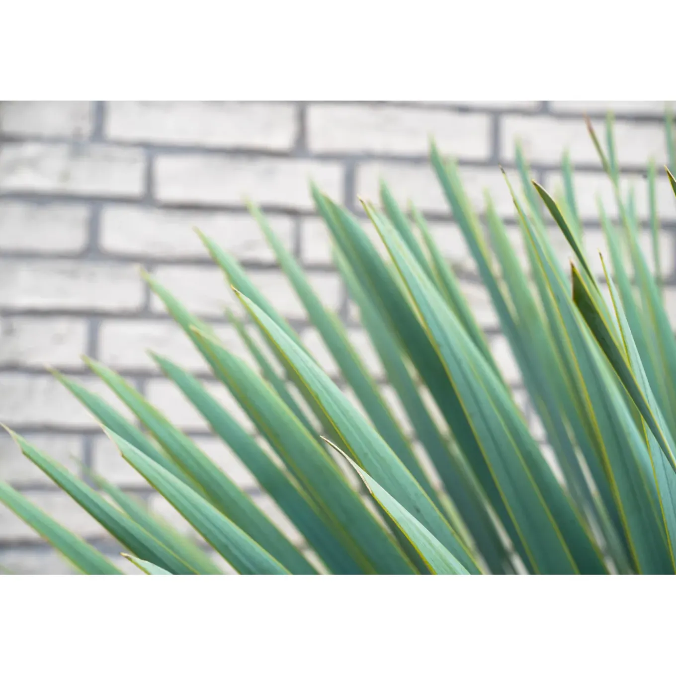Yucca Rostrata - Winterhard - Tuinplant - ↕70-90 cm - Ø30cm